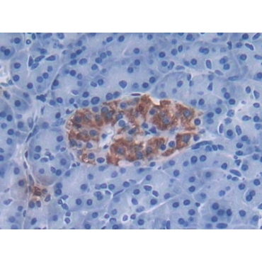 Defensin Alpha 3, Neutrophil Specific (DEFa3) Human Polyclonal Antibody