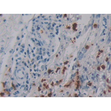 Defensin Alpha 4, Corticostatin (DEFa4) Human Polyclonal Antibody