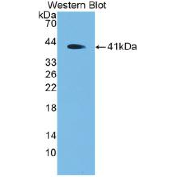 Defensin Alpha 4, Corticostatin (DEFa4) Mouse Polyclonal Antibody