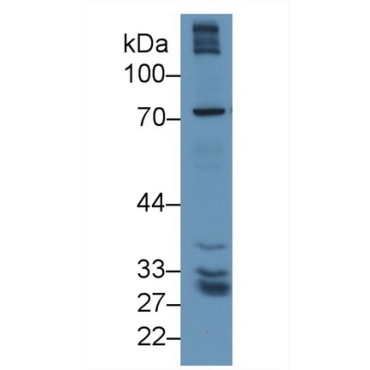 Gamma-Glutamyltransferase 5 (gGT5) Human Polyclonal Antibody