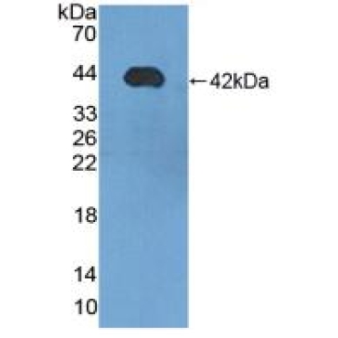 Lipophilin B, Prostatein Like (LIPB) Human Polyclonal Antibody