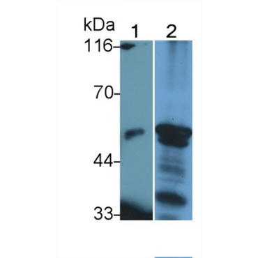 Lipase I (LIPI) Human Polyclonal Antibody