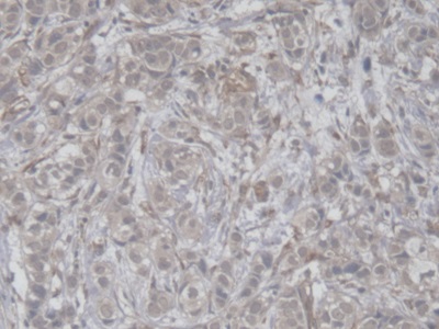 Colipase, Pancreatic (CLPS) Pig Polyclonal Antibody