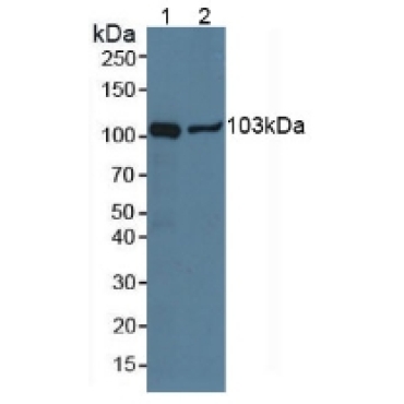 Puromycin Sensitive Aminopeptidase (PSA) Human Polyclonal Antibody