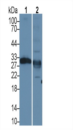 Elastase 2A (ELA2A) Rat Polyclonal Antibody