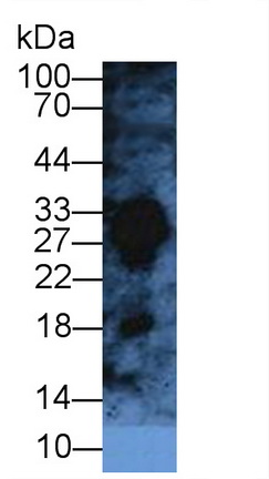 Elastase 3B (ELA3B) Rat Polyclonal Antibody