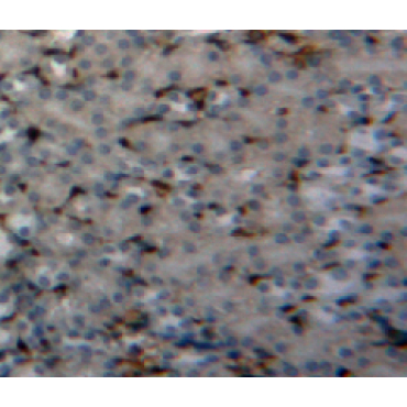 Peptidyl Prolyl Cis/Trans Isomerase NIMA Interacting Protein 1 (PIN1) Mouse Polyclonal Antibody