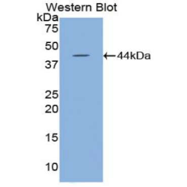 Hyaluronoglucosaminidase 2 (HYAL2) Mouse Polyclonal Antibody
