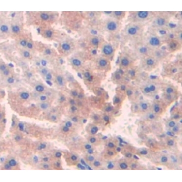 Cysteine Dioxygenase I (CDO1) Mouse Polyclonal Antibody