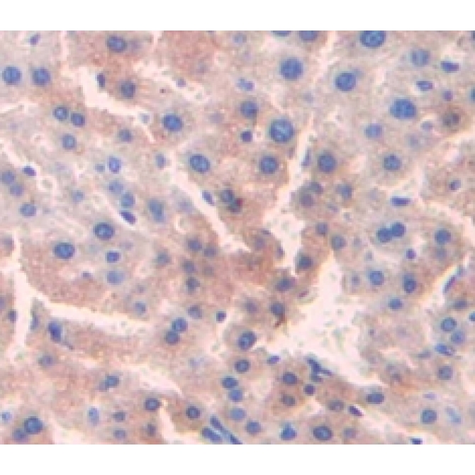 Cysteine Dioxygenase I (CDO1) Mouse Polyclonal Antibody