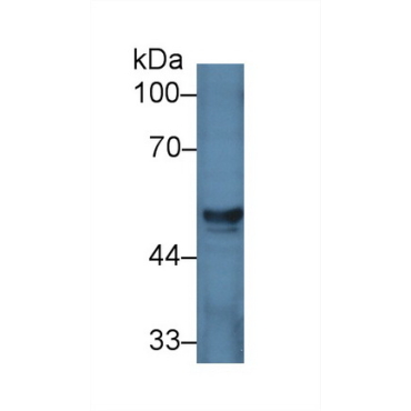 Homogentisate-1,2-Dioxygenase (HGD) Human Polyclonal Antibody