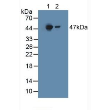 Homogentisate-1,2-Dioxygenase (HGD) Mouse Polyclonal Antibody