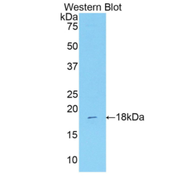 Indoleamine-2,3-Dioxygenase 2 (IDO2) Mouse Polyclonal Antibody