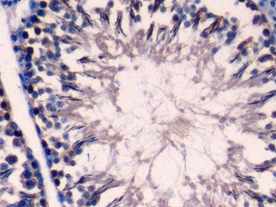 Prolyl-4-Hydroxylase Alpha Polypeptide I (P4Ha1) Rat Polyclonal Antibody