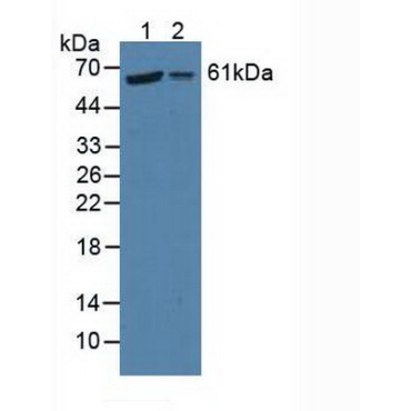 Prolyl-4-Hydroxylase Alpha Polypeptide II (P4Ha2) Human Polyclonal Antibody