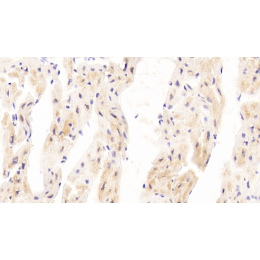 Prolyl-4-Hydroxylase Alpha Polypeptide III (P4Ha3) Human Polyclonal Antibody