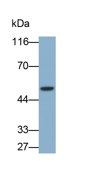 Tryptophan-2,3-dioxygenase (TDO) Human Polyclonal Antibody