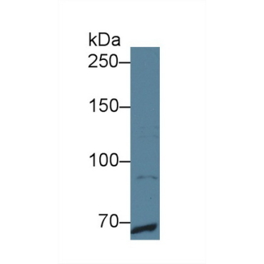 C-Mer Proto Oncogene Tyrosine Kinase (MERTK) Human Polyclonal Antibody