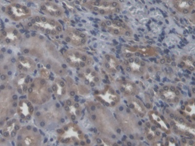 Sialidase 2, Cytosolic (SIAL2) Rat Polyclonal Antibody
