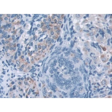 IQ Motif Containing GTPase Activating Protein 1 (IQGAP1) Mouse Polyclonal Antibody