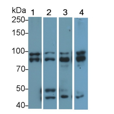 Optic Atrophy 1, Autosomal Dominant (OPA1) Human Polyclonal Antibody
