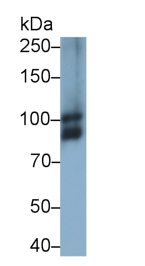 Optic Atrophy 1, Autosomal Dominant (OPA1) Rat Polyclonal Antibody
