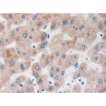 Ras Homolog Gene Family, Member Q (RHOQ) Human Polyclonal Antibody