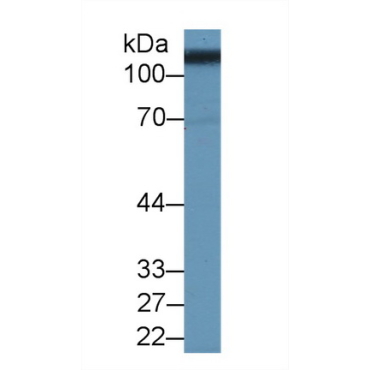 Solute Carrier Family 3, Member 2 (SLC3A2) Human Polyclonal Antibody