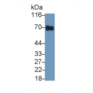 Solute Carrier Family 3, Member 2 (SLC3A2) Human Polyclonal Antibody