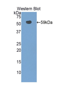 Solute Carrier Family 3, Member 2 (SLC3A2) Rat Polyclonal Antibody