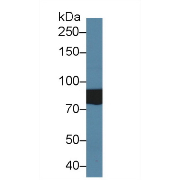 Testis Anion Transporter 1 (TAT1) Human Polyclonal Antibody