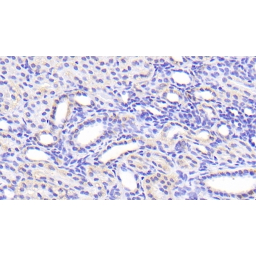 Solute Carrier Family 39, Member 7 (SLC39A7) Human Polyclonal Antibody
