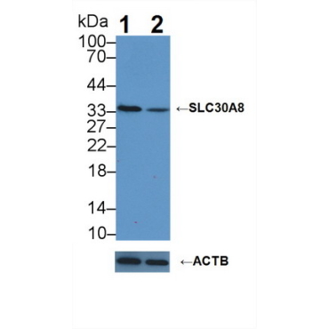 Solute Carrier Family 30 Member 8 (SLC30A8) Human Polyclonal Antibody
