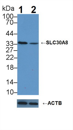 Solute Carrier Family 30 Member 8 (SLC30A8) Human Polyclonal Antibody