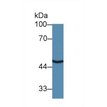 Solute Carrier Family 30 Member 8 (SLC30A8) Human Polyclonal Antibody