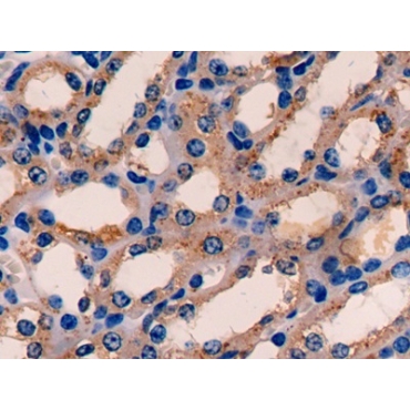 Electron Transfer Flavoprotein Alpha Polypeptide (ETFa) Mouse Polyclonal Antibody