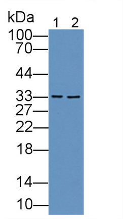 Electron Transfer Flavoprotein Alpha Polypeptide (ETFa) Rat Polyclonal Antibody