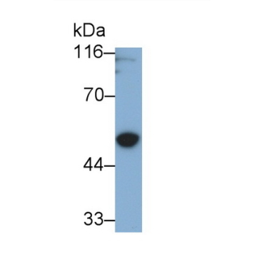 Gasdermin D (GSDMD) Human Polyclonal Antibody