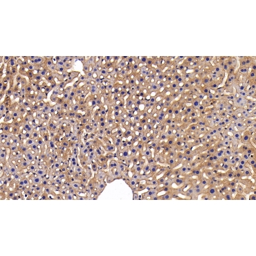 Gasdermin D (GSDMD) Mouse Polyclonal Antibody