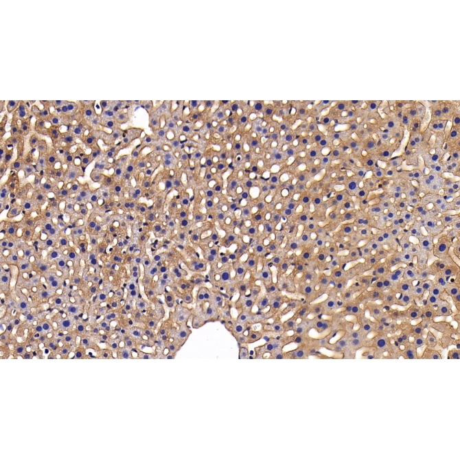 Gasdermin D (GSDMD) Mouse Polyclonal Antibody