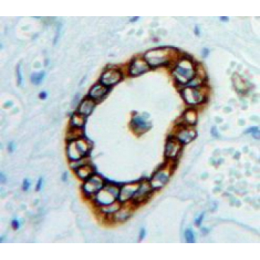 Endothelial Cell Adhesion Molecule (ESAM) Human Polyclonal Antibody