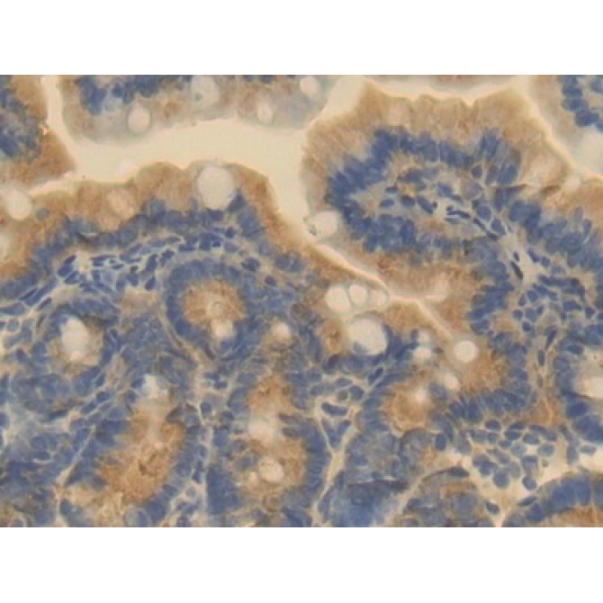 Endothelial Cell Adhesion Molecule (ESAM) Mouse Polyclonal Antibody