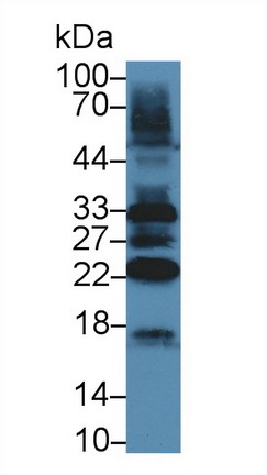 Tafazzin (TAZ) Mouse Polyclonal Antibody