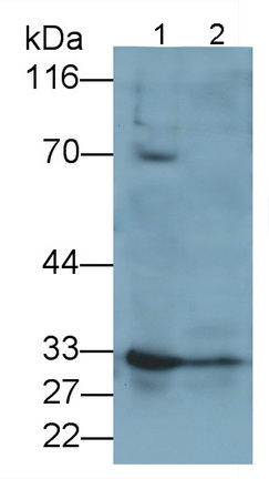Tafazzin (TAZ) Rat Polyclonal Antibody
