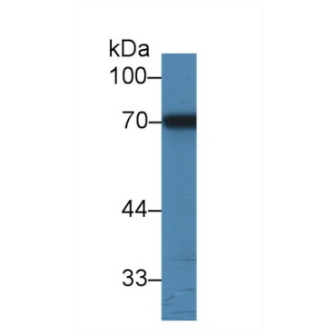 Alpha-1-B-Glycoprotein (a1BG) Bovine (Cattle) Polyclonal Antibody