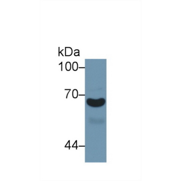 Alpha-1-B-Glycoprotein (a1BG) Mouse Polyclonal Antibody