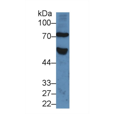 Frizzled Homolog 1 (FZD1) Human Polyclonal Antibody