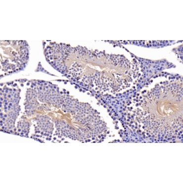B-Cell CLL/Lymphoma 2 Like Protein (Bcl2L) Mouse Polyclonal Antibody