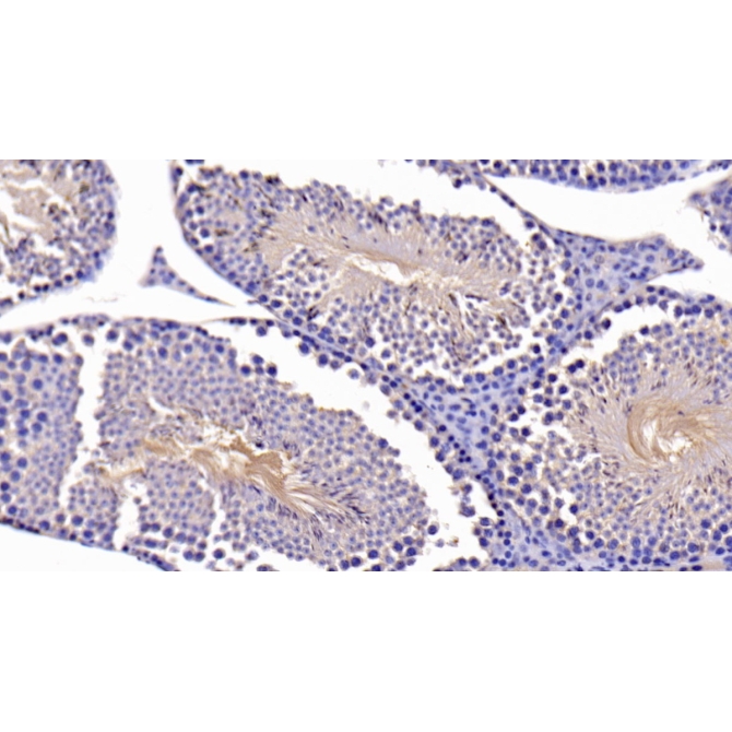 B-Cell CLL/Lymphoma 2 Like Protein (Bcl2L) Mouse Polyclonal Antibody