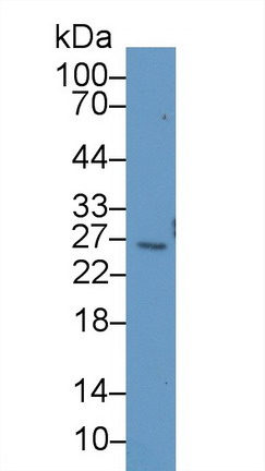 B-Cell CLL/Lymphoma 2 Like Protein (Bcl2L) Rat Polyclonal Antibody